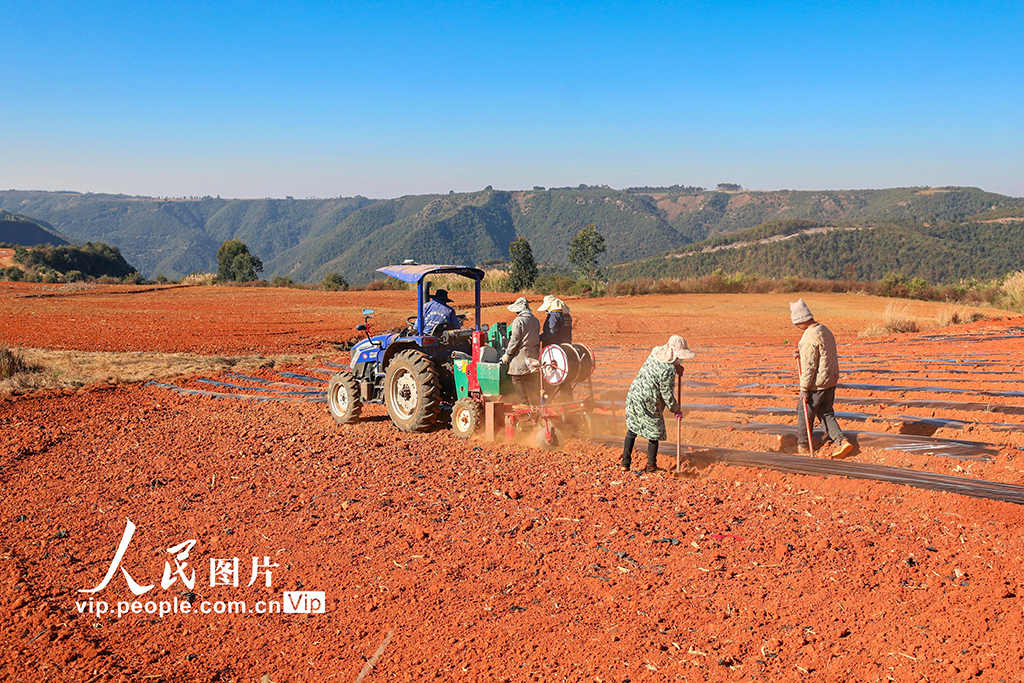 雲南陸良：大寒將至播種忙【4】