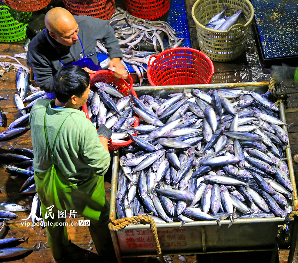 浙江玉环:寒潮来袭 渔船进港避风卸货忙【2】