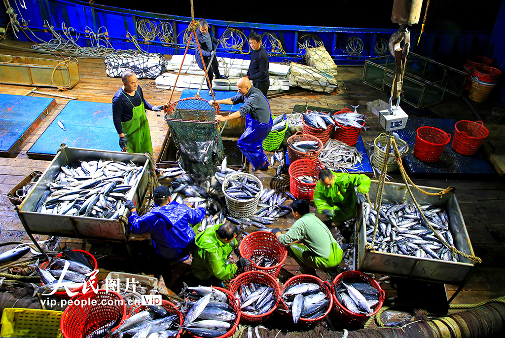 浙江玉环:寒潮来袭 渔船进港避风卸货忙【4】