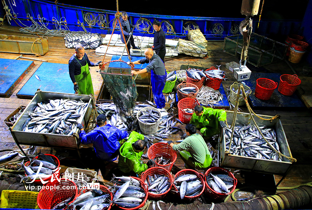 浙江玉环：寒潮来袭 渔船进港避风卸货忙