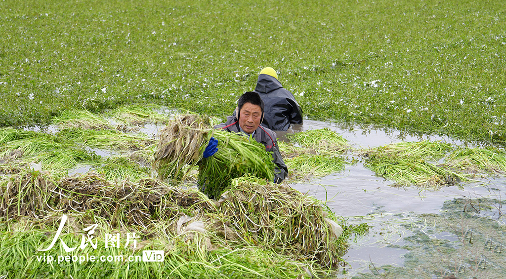 江苏海安：采收水芹菜【3】