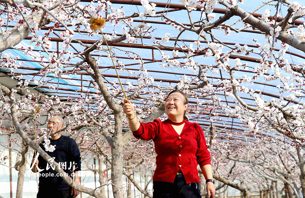 甘肅靜寧:大寒時節授粉忙【4】