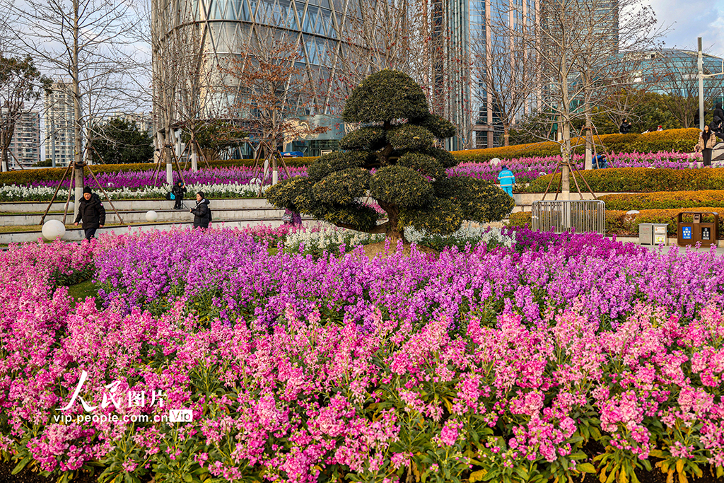 上海：北外灘紫羅蘭競相綻放【5】