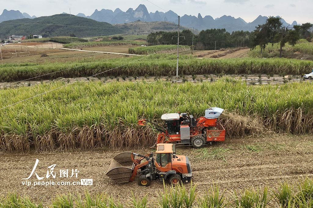廣西羅城:機收糖料蔗【3】