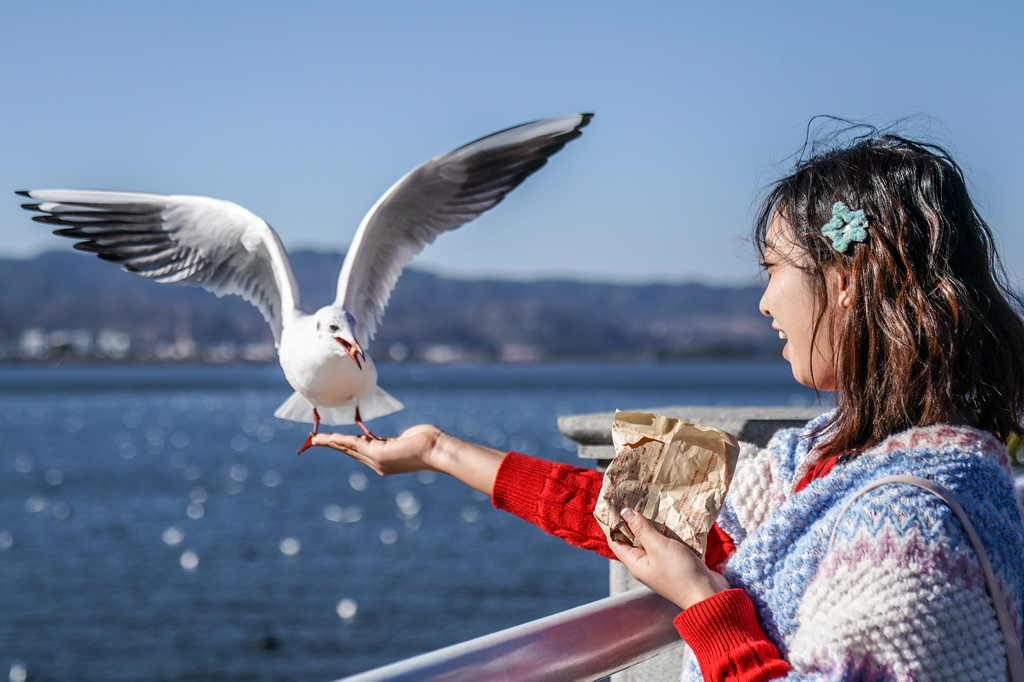 1月22日,游客在滇池畔喂紅嘴鷗。
