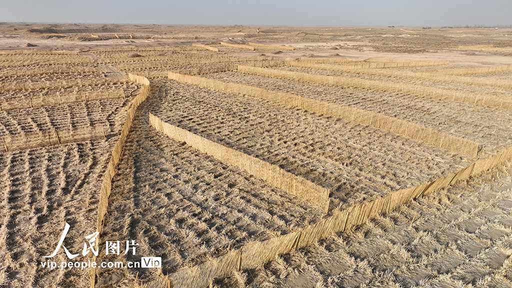 甘肃金塔：草方格中锁“黄龙”【2】