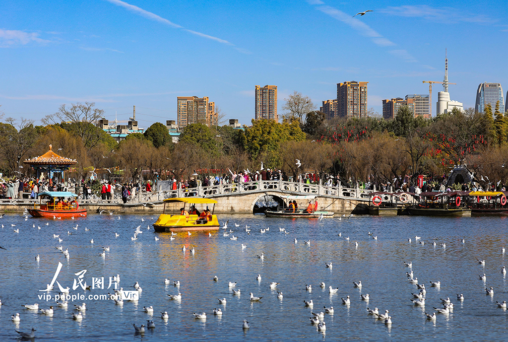 雲南昆明：看鷗【4】