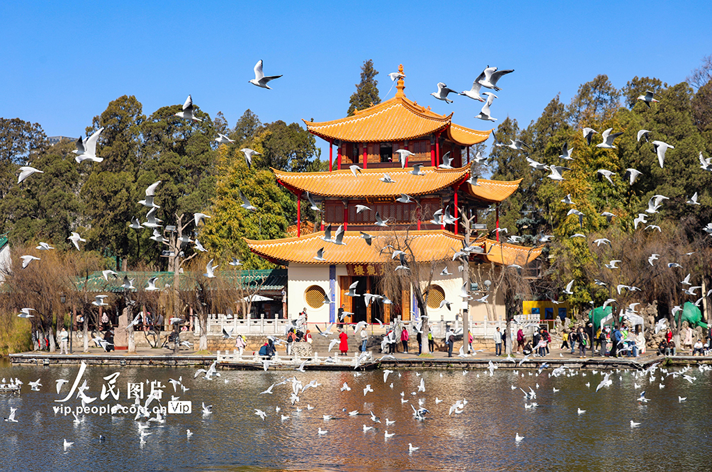 雲南昆明：看鷗【5】