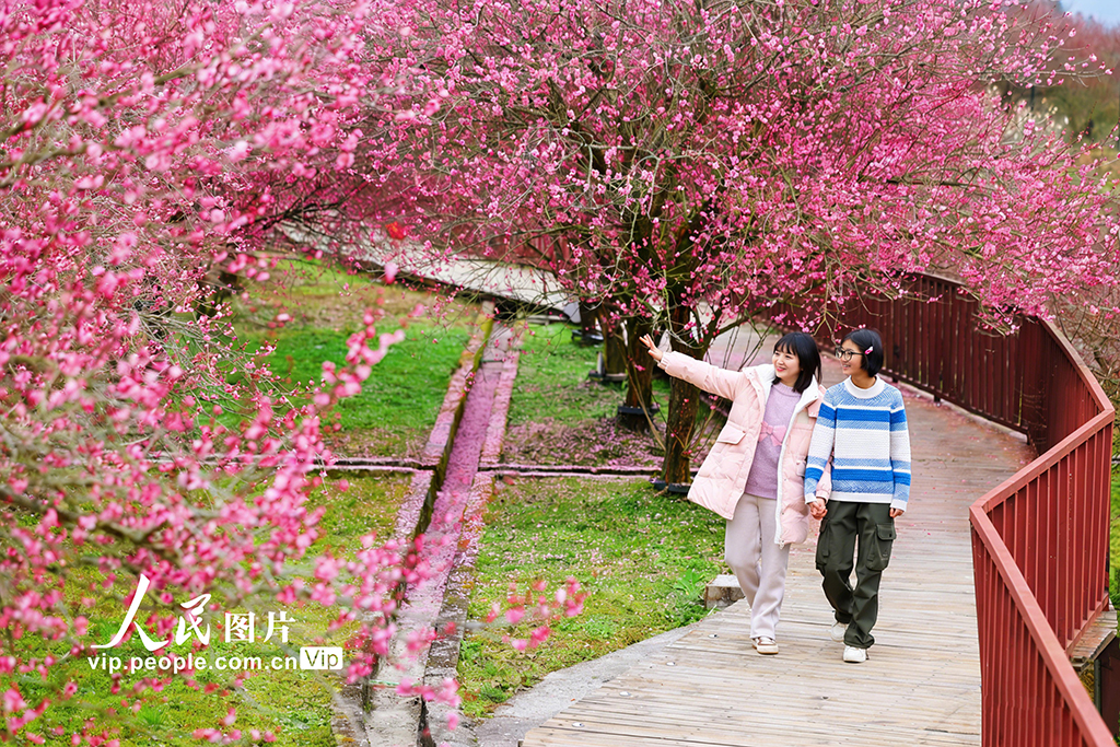 湖北來鳳：梅花綻放迎客來【4】