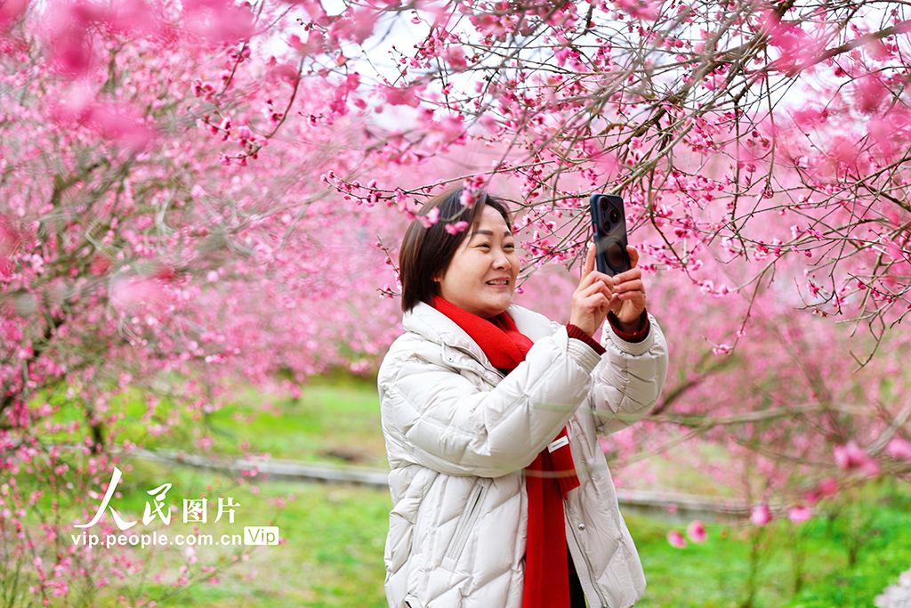 湖北來鳳：梅花綻放迎客來【3】