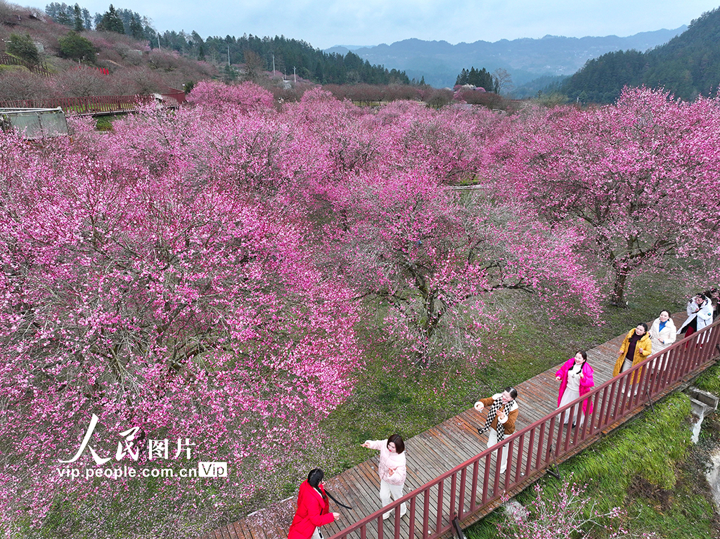 湖北來鳳：梅花綻放迎客來【2】