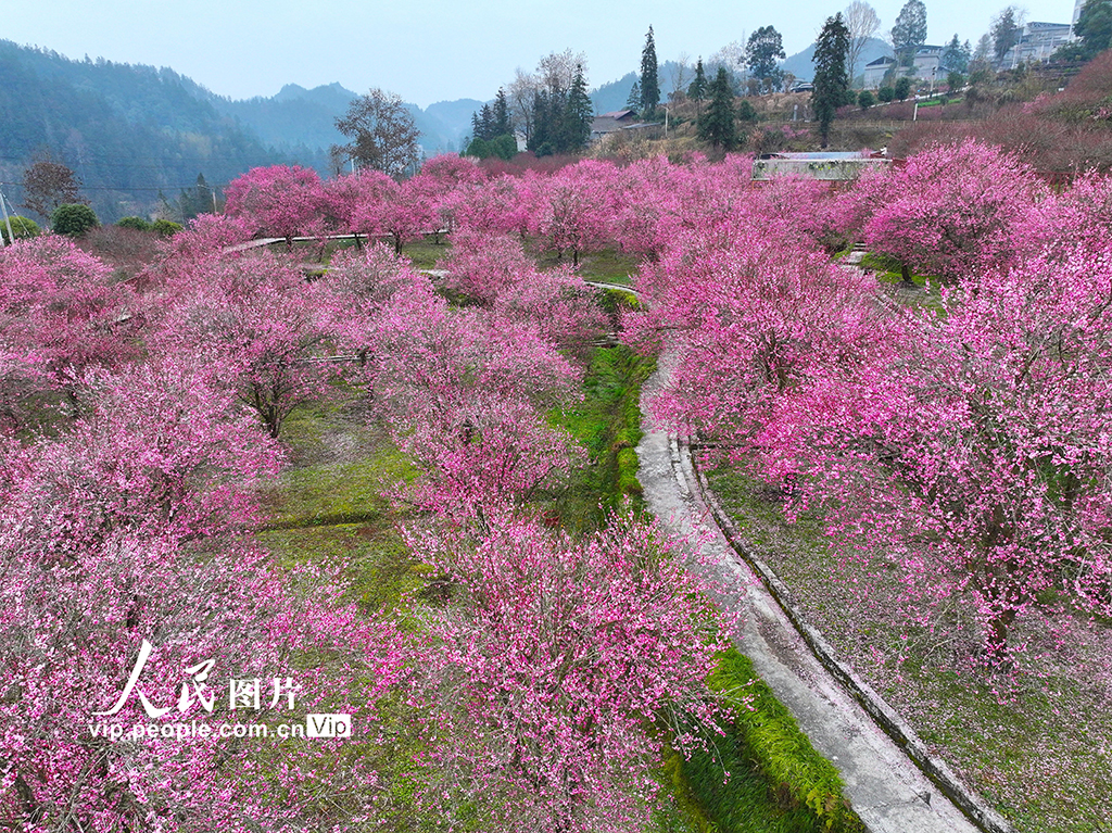 湖北來鳳：梅花綻放迎客來【6】
