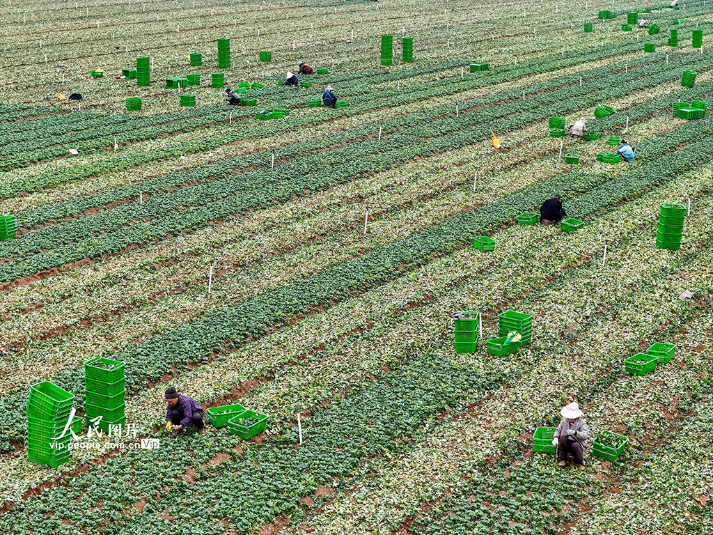 广西贺州:蔬菜采收【4】