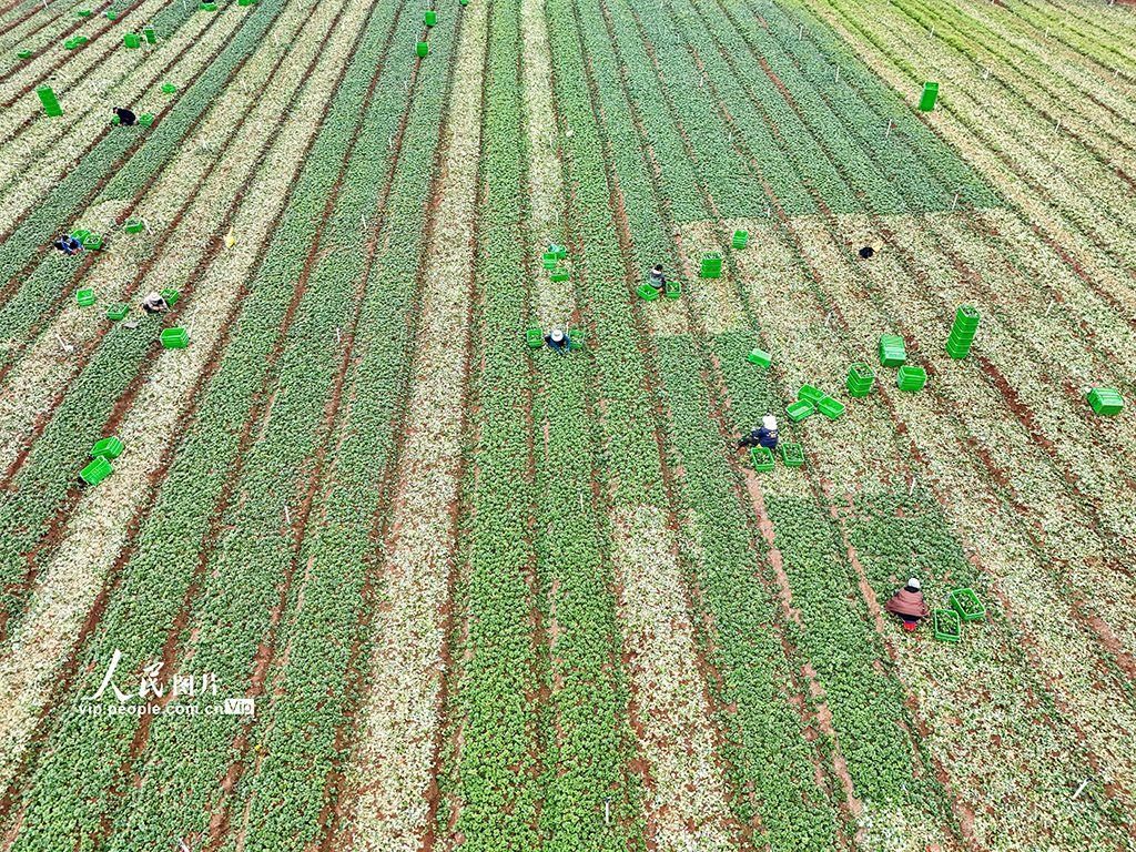 广西贺州：蔬菜采收【5】