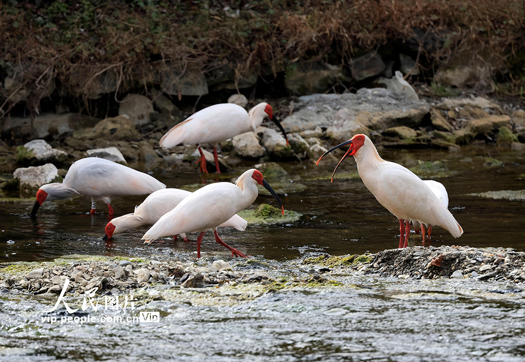 甘肅康縣：首次發現朱鹮【4】