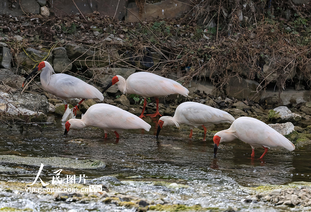 甘肅康縣：首次發現朱鹮【5】