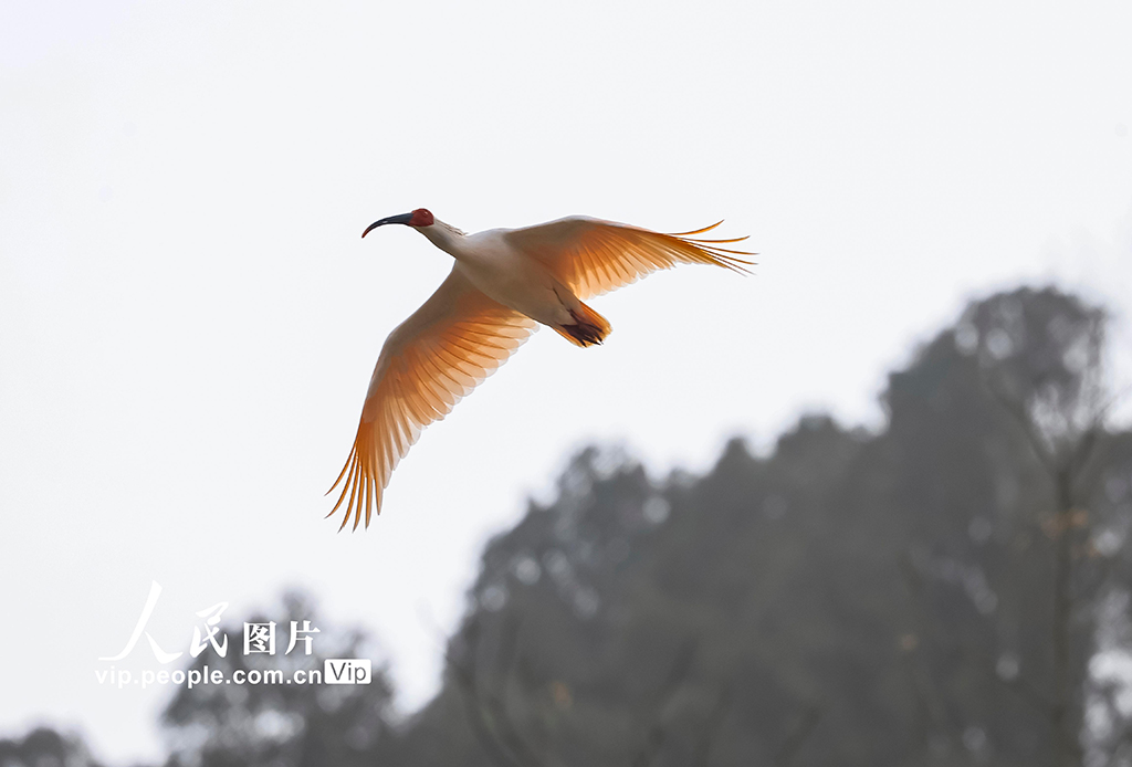 甘肅康縣:首次發現朱鹮【6】
