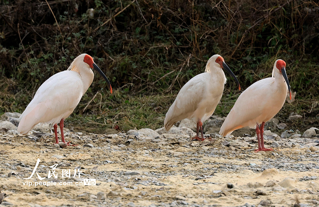甘肅康縣:首次發現朱鹮【7】