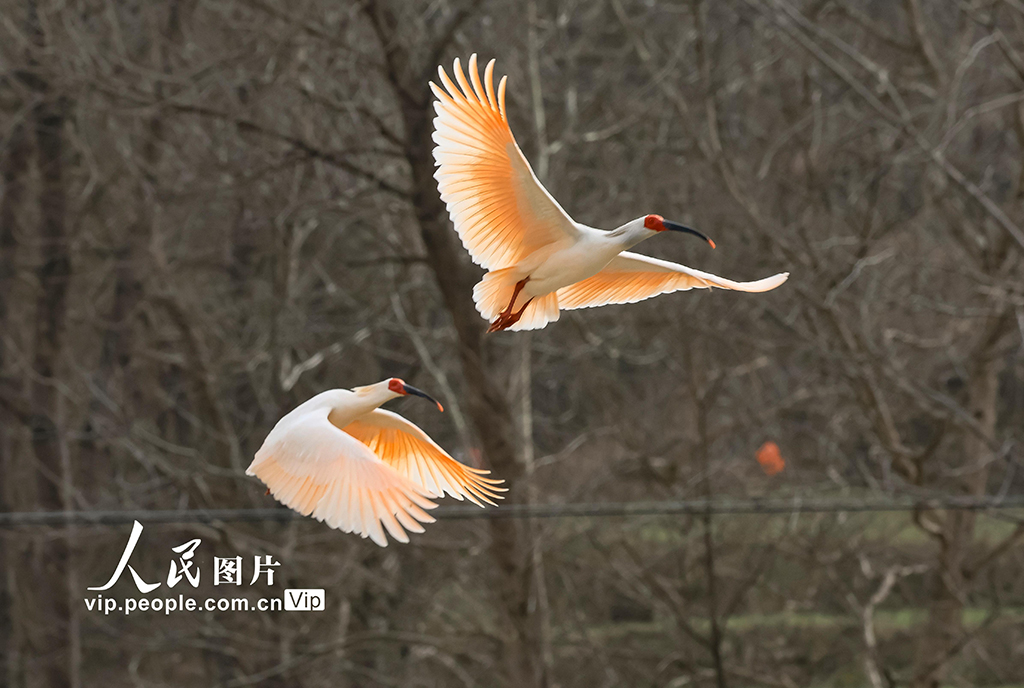 甘肅康縣:首次發現朱鹮【2】