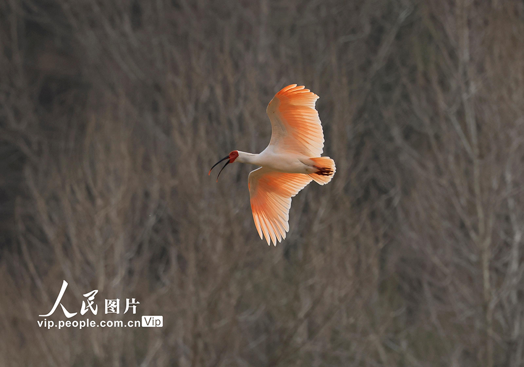 甘肅康縣:首次發現朱鹮【3】