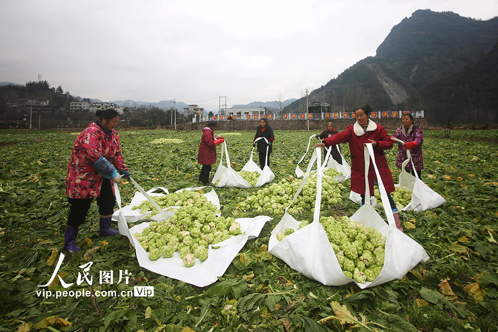湖北咸豐：無人機助力青菜頭搶收【2】