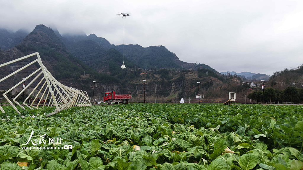 湖北咸豐：無人機助力青菜頭搶收【4】