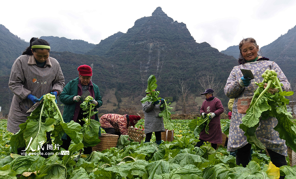 湖北咸豐：無人機助力青菜頭搶收【5】