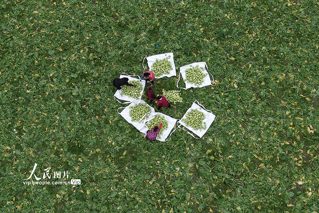 湖北咸豐:無人機助力青菜頭搶收【6】