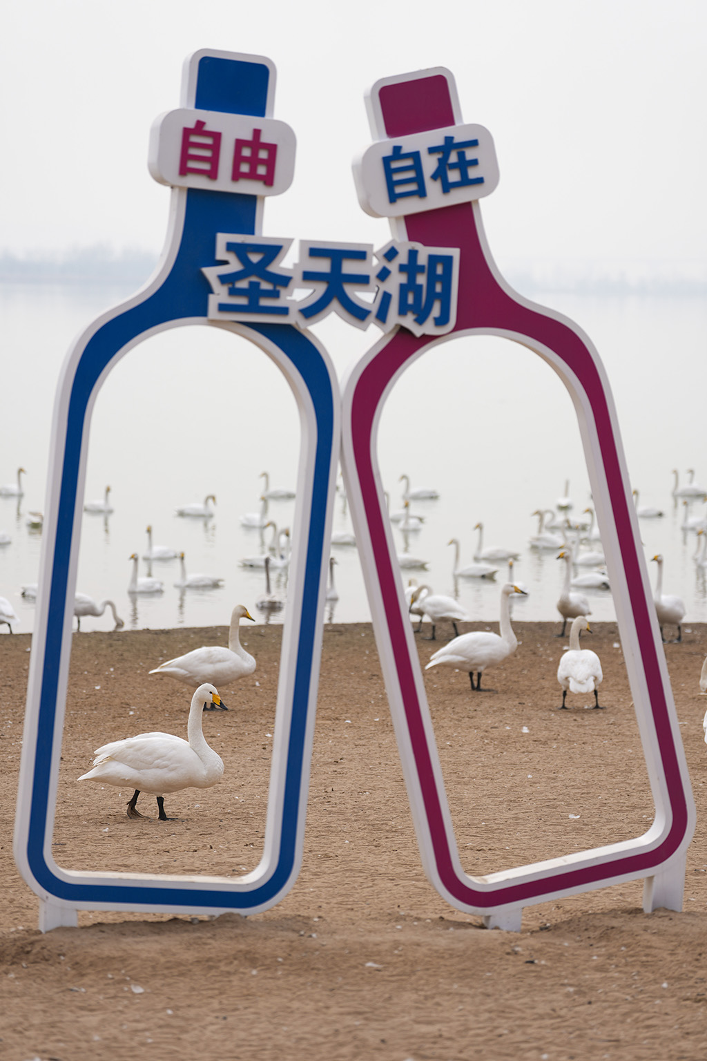 2026年1月14日，天鵝在山西省運城市芮城縣聖天湖棲息。新華社記者 楊晨光 攝