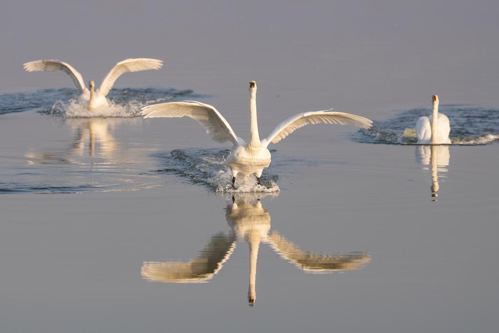 2026年1月13日，天鵝在山西運城鹽湖嬉戲。新華社記者 楊晨光 攝