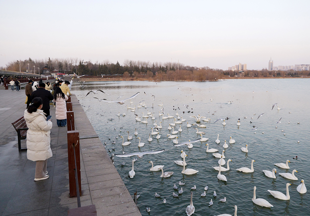 2026年1月20日，游客在三門峽天鵝湖國家城市濕地公園游玩。新華社記者 李嘉南 攝