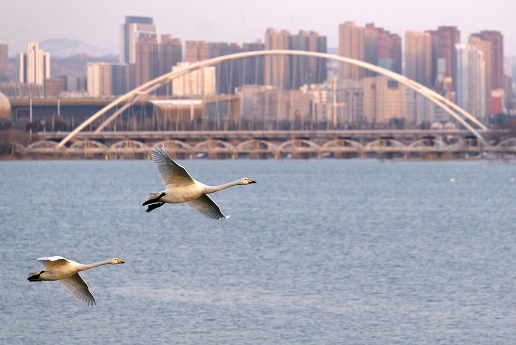 2026年1月20日，大天鵝在天鵝湖國家城市濕地公園飛翔。新華社記者 李嘉南 攝