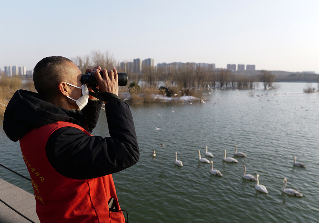 2026年1月20日，在三門峽天鵝湖國家城市濕地公園，三門峽天鵝巡護隊隊員使用望遠鏡觀測鳥類活動。新華社記者 李嘉南 攝