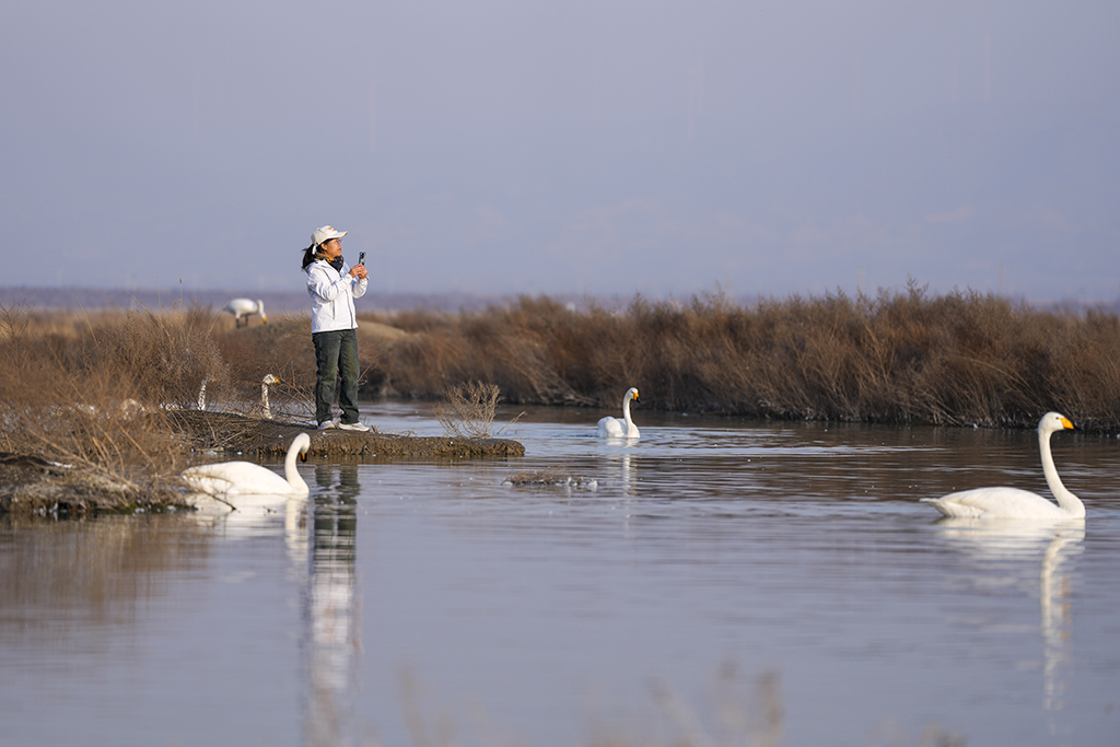 2026年1月13日，游客在山西運城鹽湖觀賞天鵝。新華社記者 楊晨光 攝