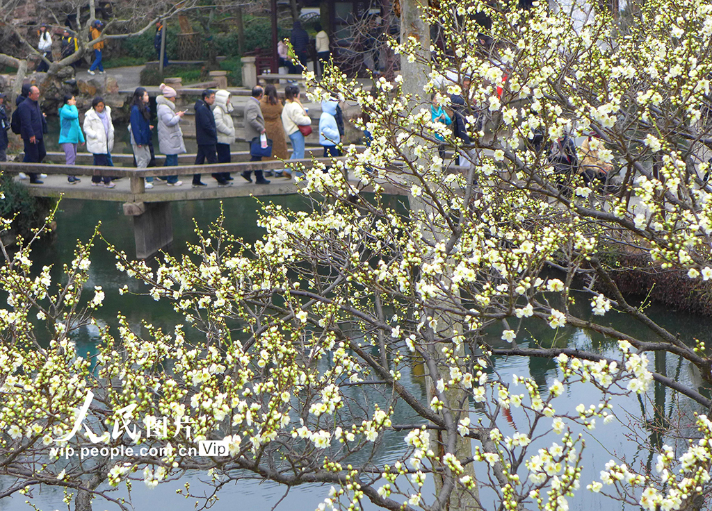 江苏苏州：拙政园早梅花开引客来【5】