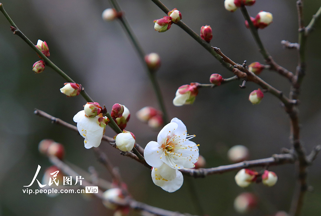 江苏苏州：拙政园早梅花开引客来【3】