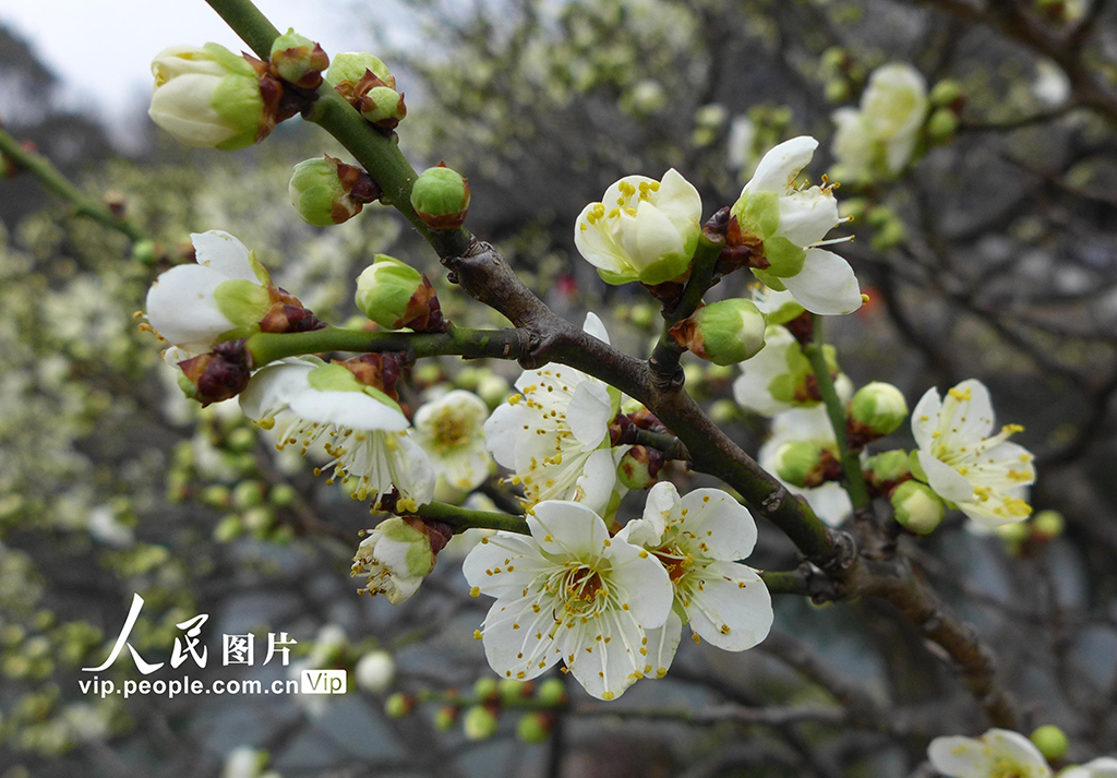 江苏苏州：拙政园早梅花开引客来【4】