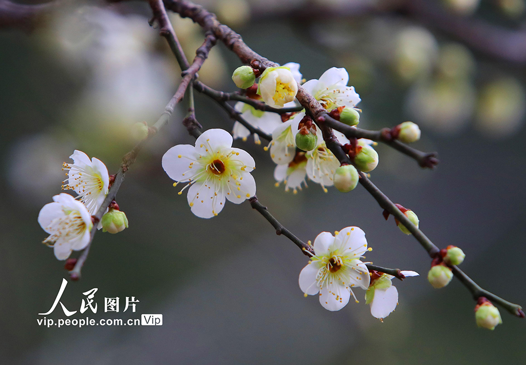 江苏苏州：拙政园早梅花开引客来【2】