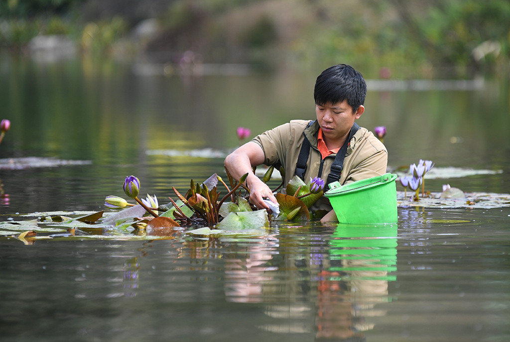1月27日，在廣州雲溪植物園睡蓮展示區，工作人員給睡蓮施肥。