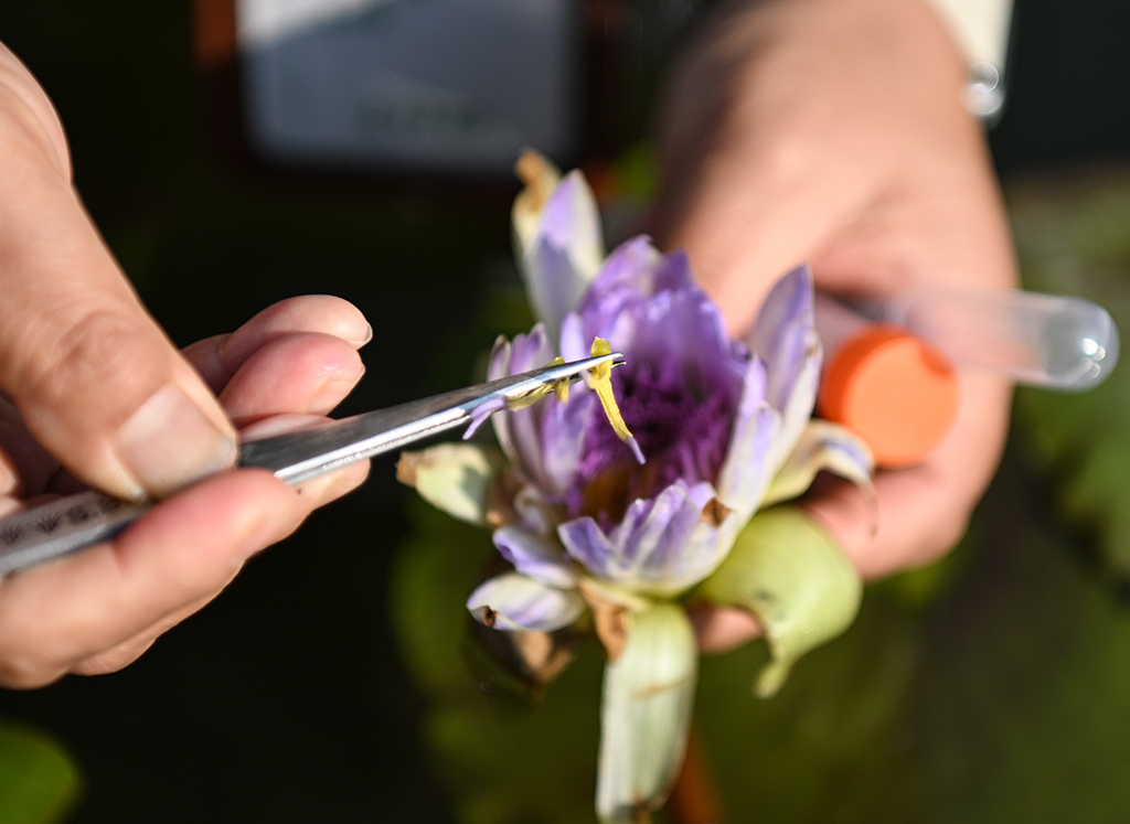 1月27日,在廣州雲溪植物園資源圃,睡蓮引種保育開發小組成員龐潔瑜在提取睡蓮父本花粉。