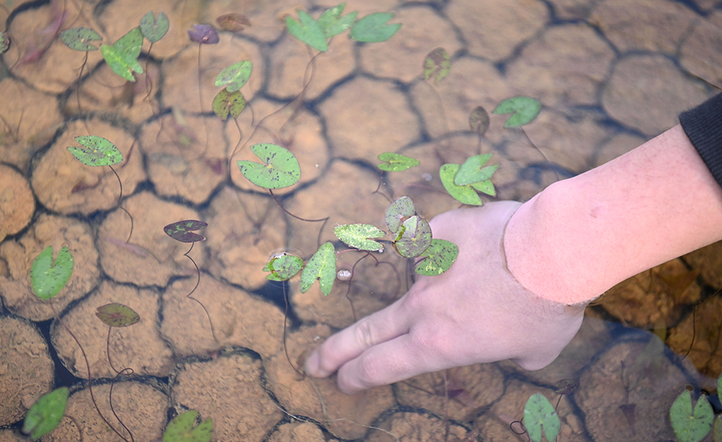 1月27日,在广州云溪植物园,工作人员查看睡莲幼苗长势。新华社记者 邓华 摄