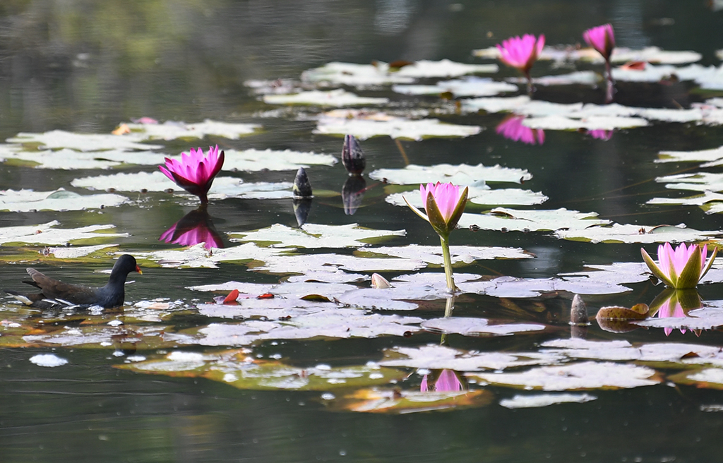 这是1月27日拍摄的广州云溪植物园睡莲展示区。