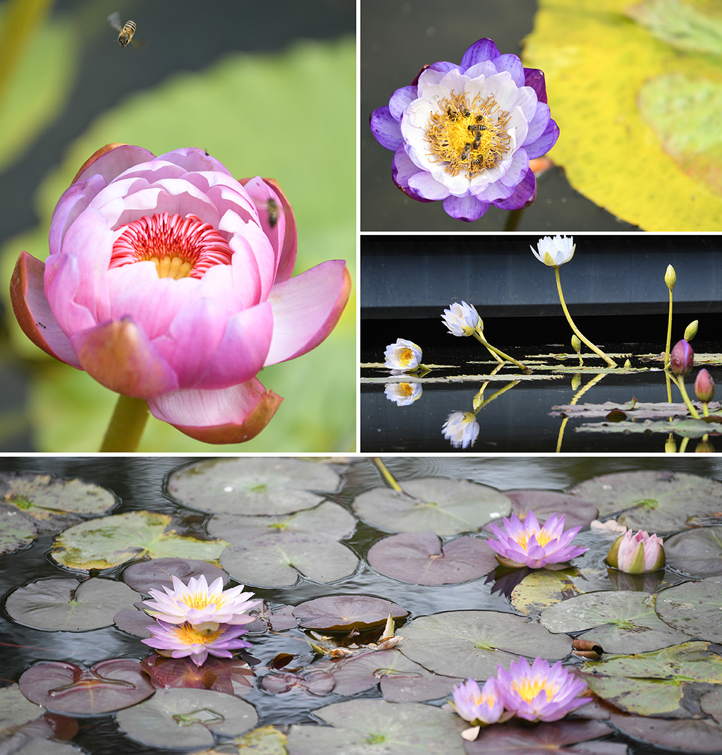 這是1月27日在廣州雲溪植物園拍攝的各種睡蓮（拼版照片）。