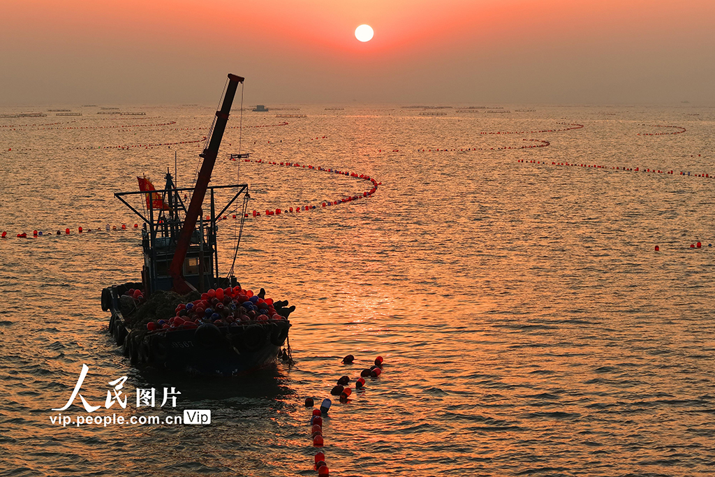 山東日照:收獲牡蠣 供應市場【3】