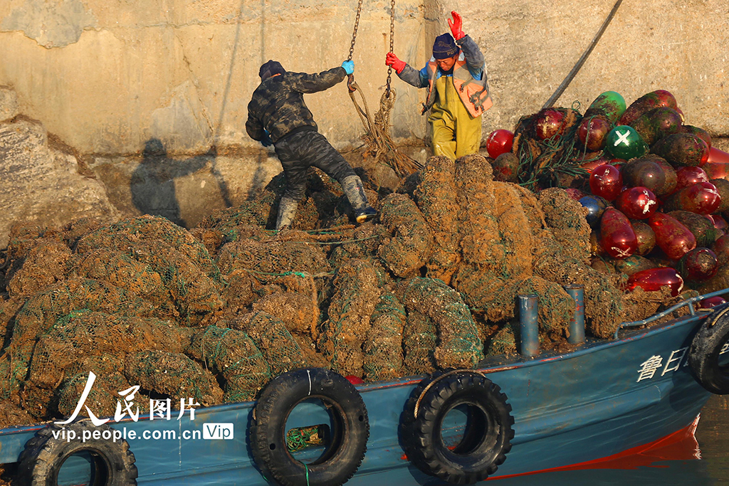 山東日照:收獲牡蠣 供應市場【4】