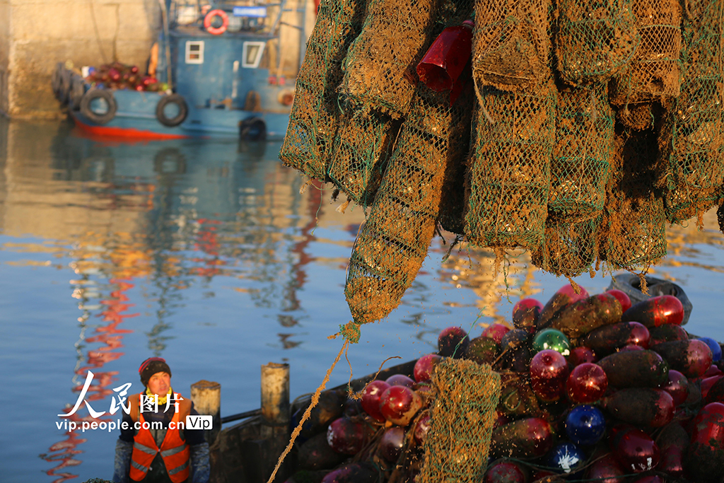 山東日照:收獲牡蠣 供應市場【2】