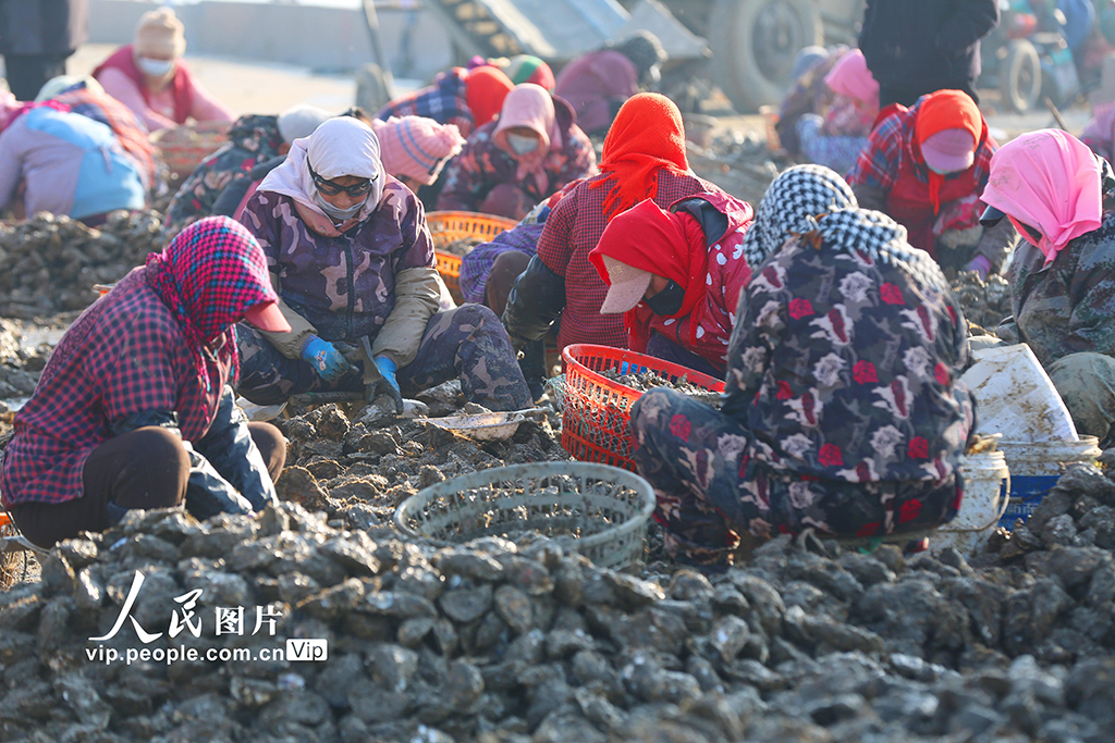 山東日照:收獲牡蠣 供應市場【5】
