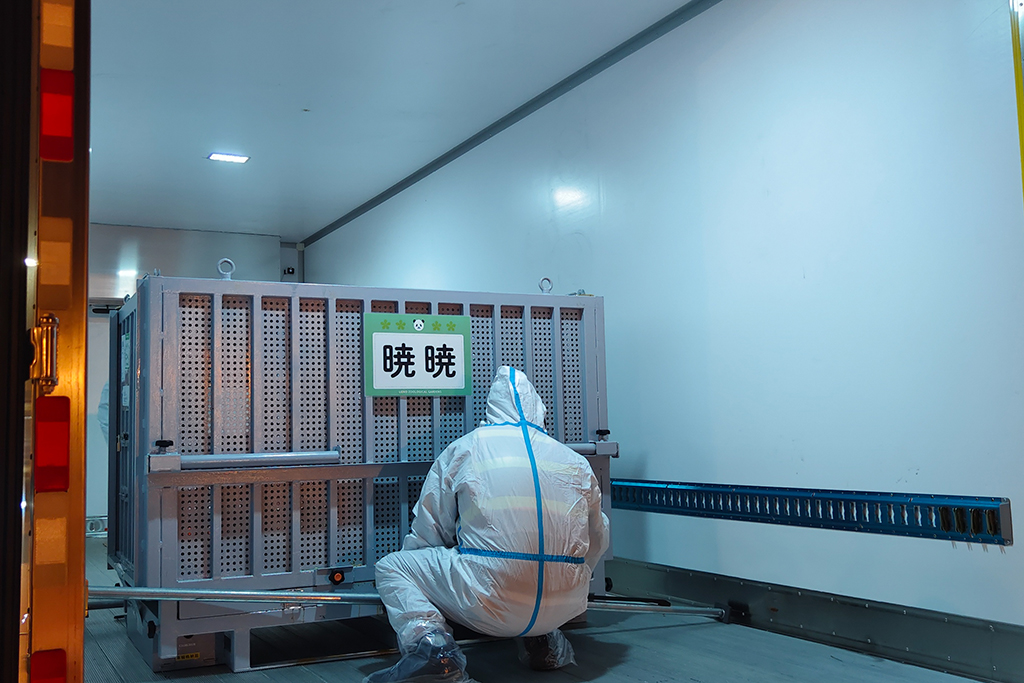 1月28日凌晨，中國大熊貓保護研究中心工作人員檢查大熊貓“曉曉”狀況。新華社發（中國大熊貓保護研究中心供圖）