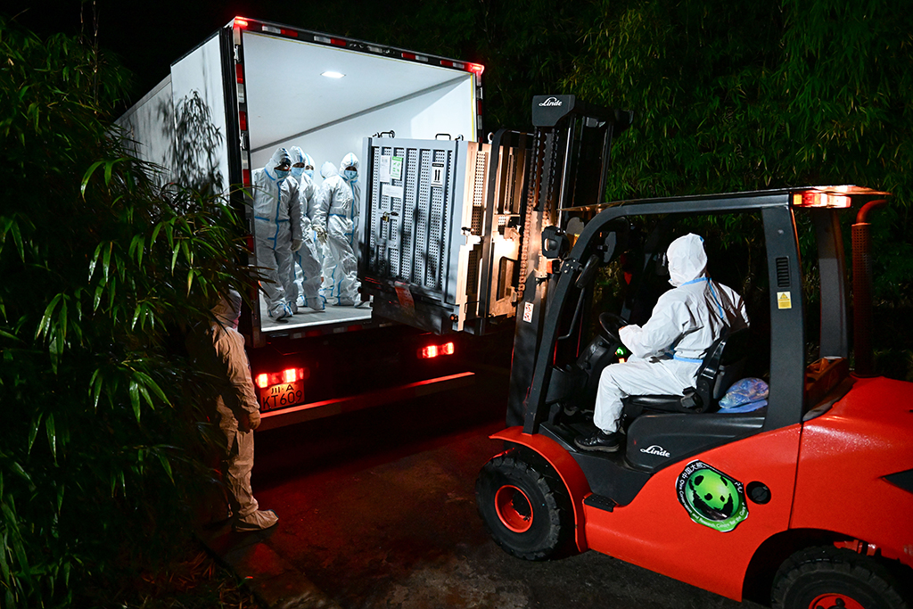 1月28日凌晨,大熊貓“曉曉”“蕾蕾”抵達中國大熊貓保護研究中心雅安基地。新華社發(中國大熊貓保護研究中心供圖)