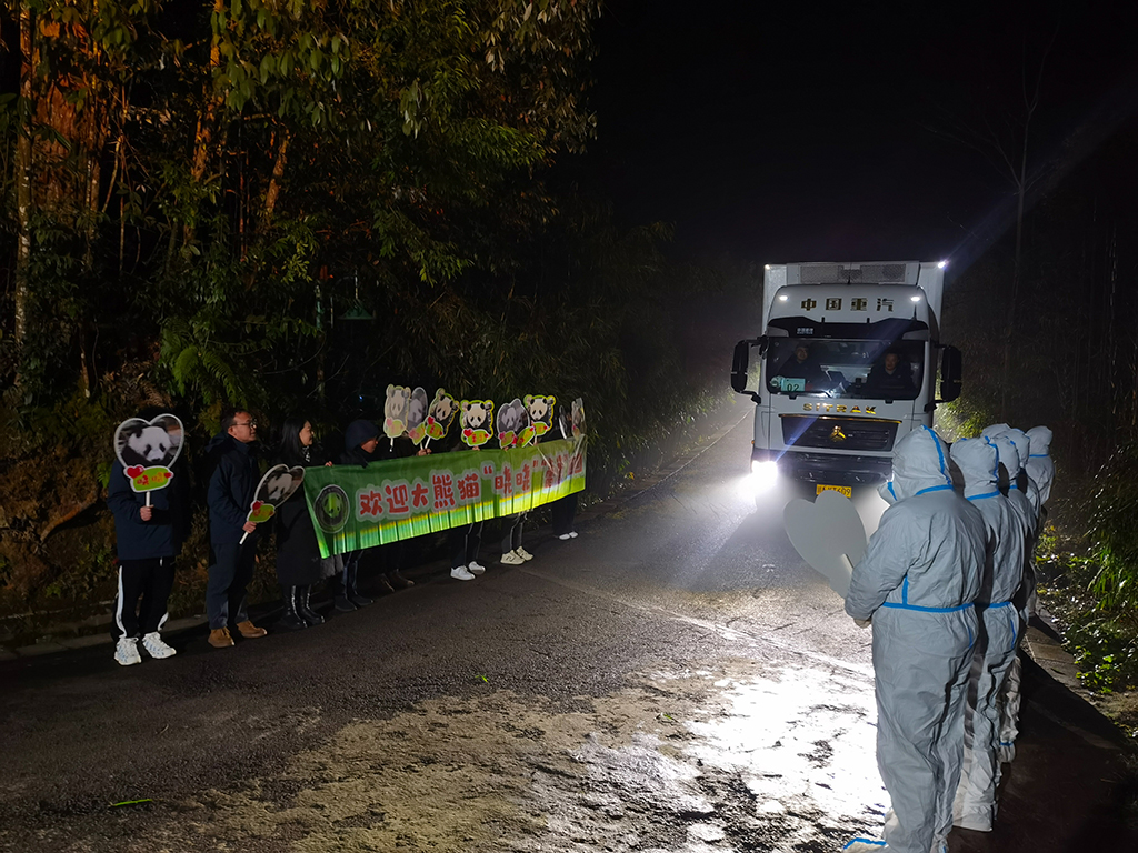 1月28日凌晨，大熊貓“曉曉”“蕾蕾”抵達中國大熊貓保護研究中心雅安基地。新華社發（中國大熊貓保護研究中心供圖）